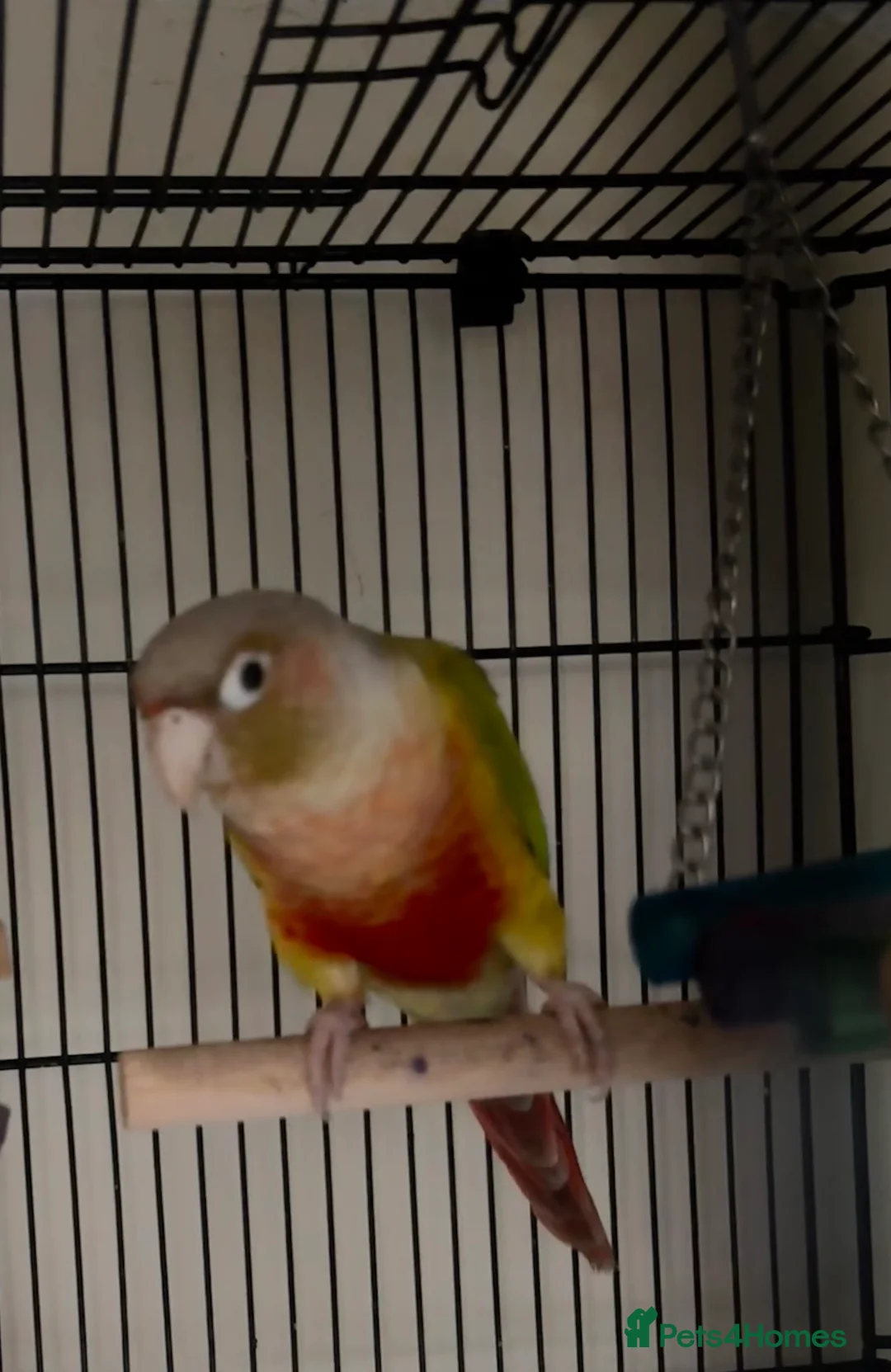 Conures birds for sale: Pineapple cheek conures for sale  - Advert 5