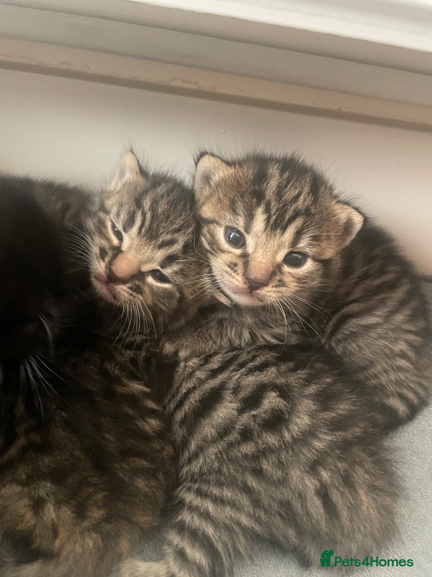 Mixed Breed cats Mixed breed kittens  - Advert 4