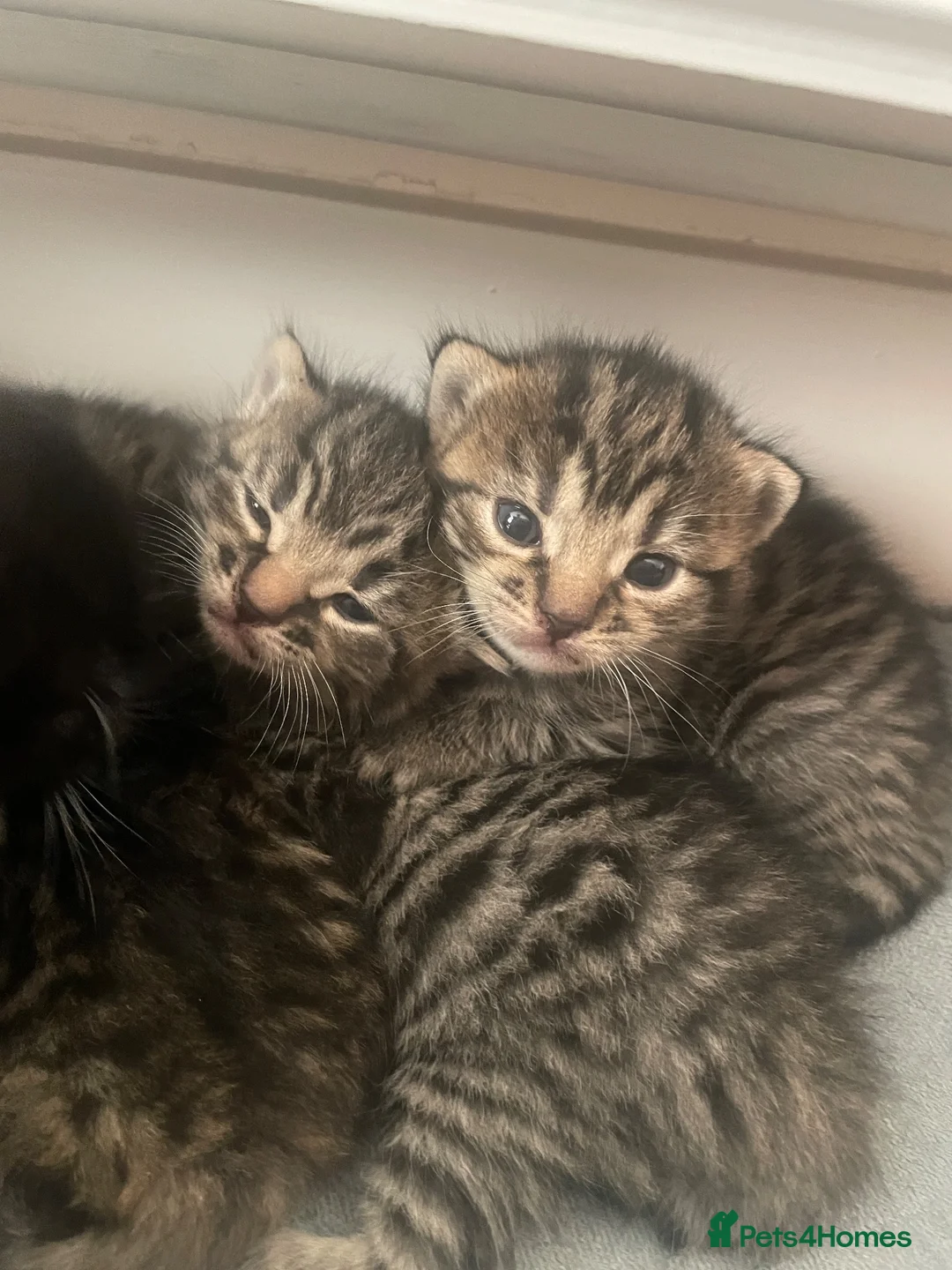 Mixed Breed cats for sale: Mixed breed kittens  in Pwllheli - Advert 1