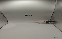 Rat rodents for sale: NOV: 18 Rats For Sale - Advert 1