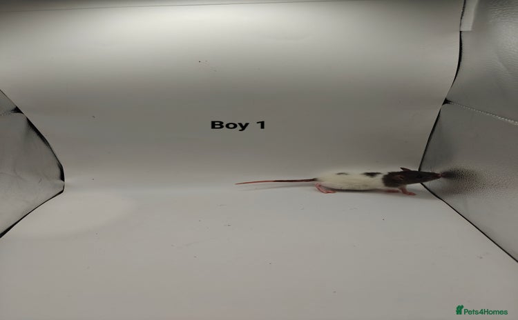 Rat rodents - Advert 3