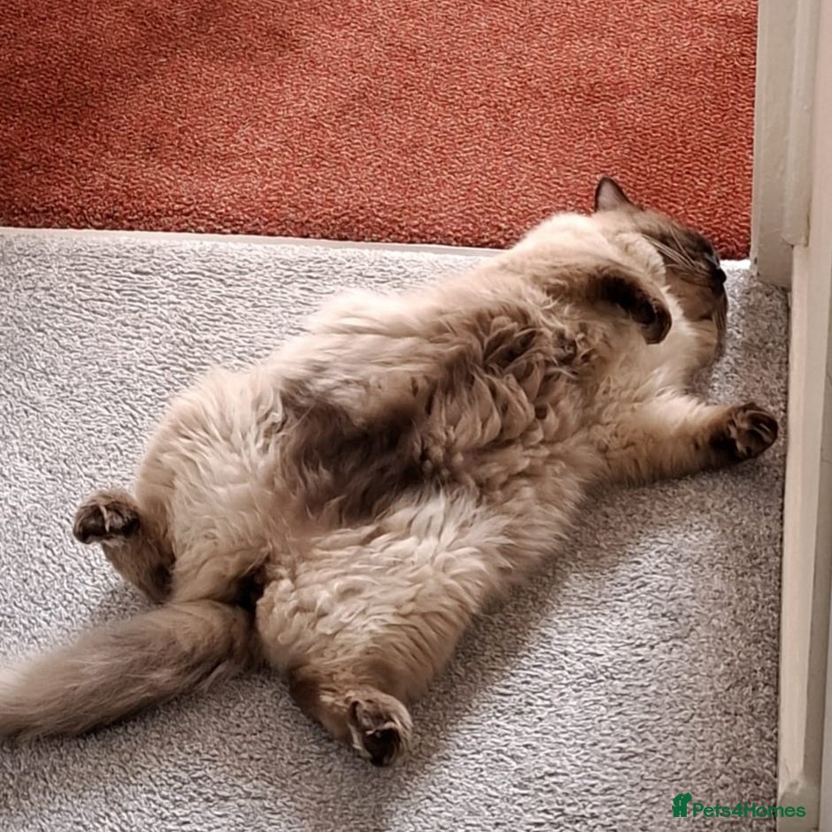 Ragdoll cats for sale: Gentle and loving seal point Ragdoll - Advert 4