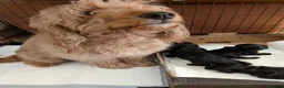 Cockapoo dogs for sale: Black Cockapoo pups with tiny white markings  in Bolton - Advert 16