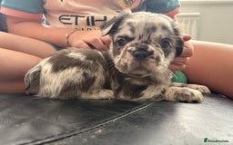 French Bulldog dogs for sale: *Fluffy Merle French Bulldog Pups* - Image 9