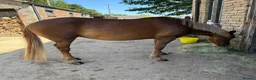 Irish Cob horses for sale: Lovely little mare - Advert 4