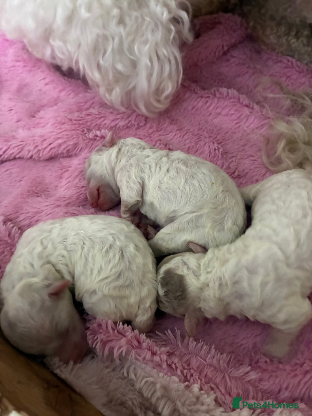 Mixed Breed dogs for sale: Stunning litter of Cavapoochon puppies - Advert 10