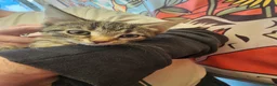 Mixed Breed cats for sale: KITTENS FOR SALE READY TO LEAVE NOW - Advert 4