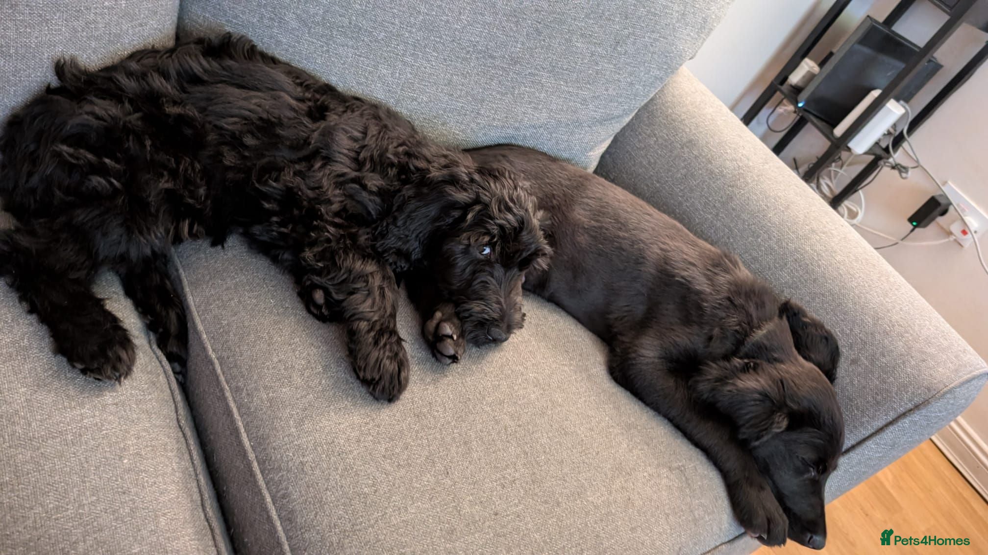Double Doodle dogs REDUCED Double doodle puppies - Advert 18