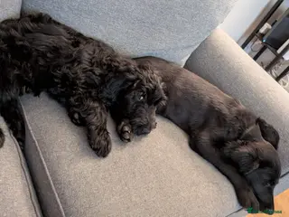 Double Doodle dogs REDUCED Double doodle puppies - Advert 18