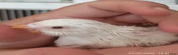 Budgerigars birds for sale: Baby Budgies boy and girl - Advert 4