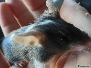 Mouse rodents Female Fancy mice Available from the 15/12/2025 - Advert 4