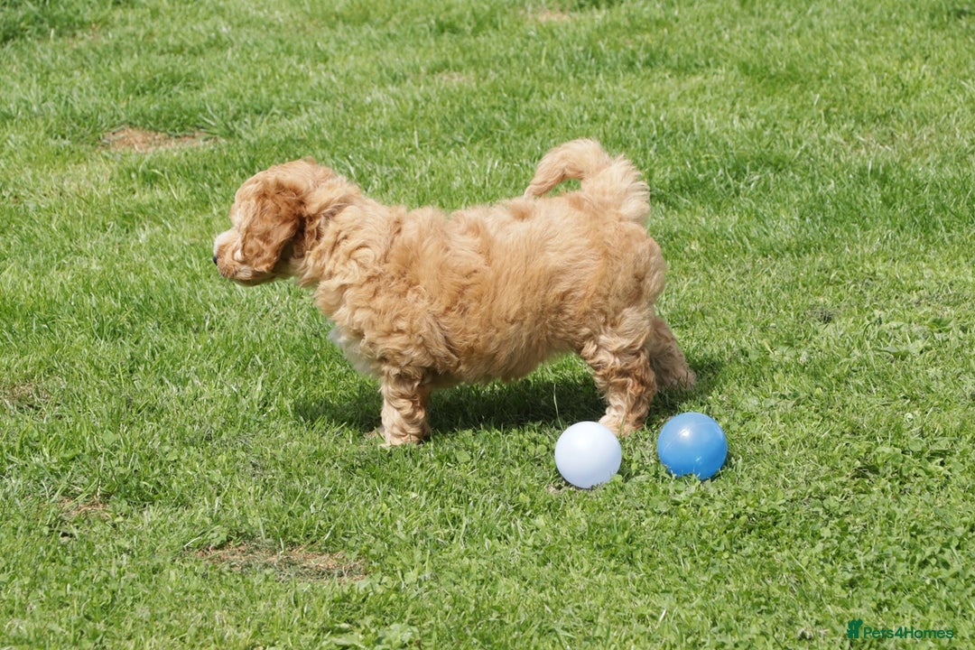 Cockapoo dogs for sale: Beautiful Cockapoo puppies for sale - Image 11
