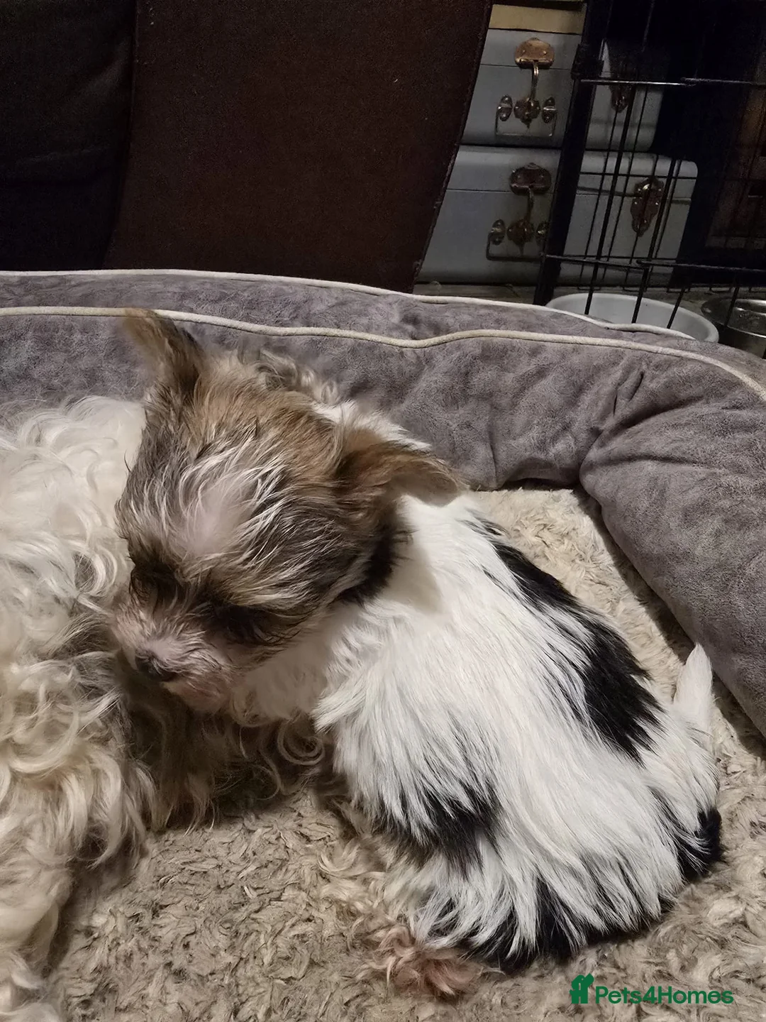 Mixed Breed dogs for sale: 5 Lhasa Apso × Yorkshire Terrier puppies for sale  - Advert 6