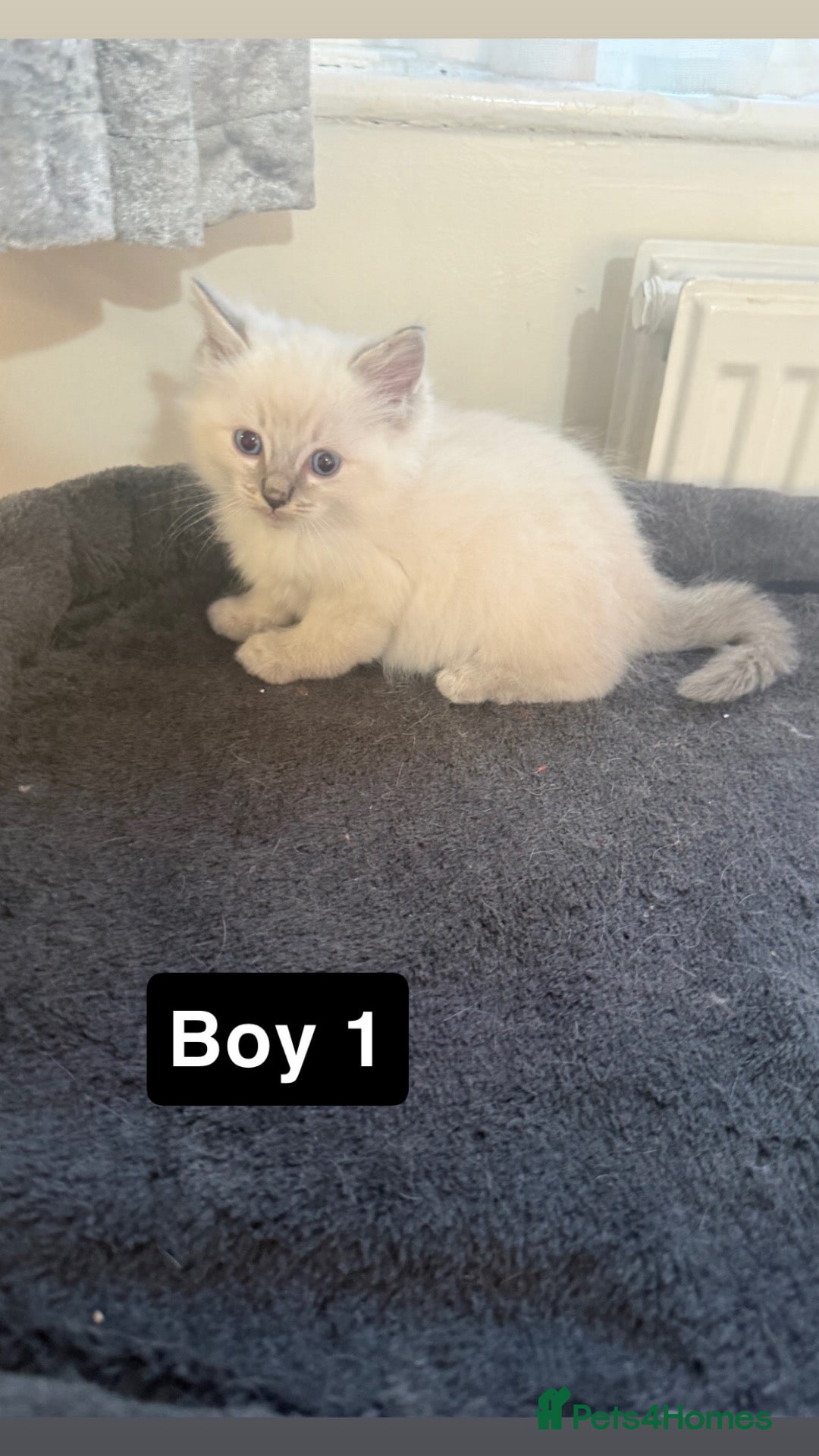 Ragdoll cats Last 3 male ragdoll kittens available  - Advert 1