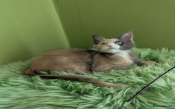 Maine Coon cats for sale: Beautiful Pedigree Maine Coon Kittens  - Image 22