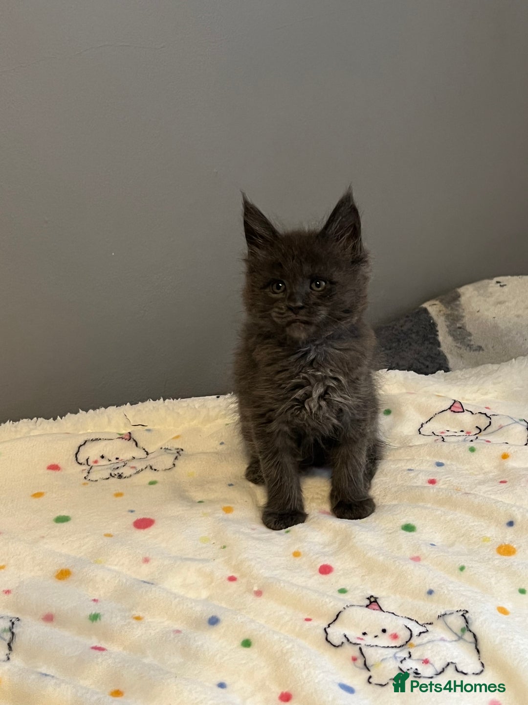 Maine Coon cats for sale: 6 Maine Coon kittens blue colour - Advert 2