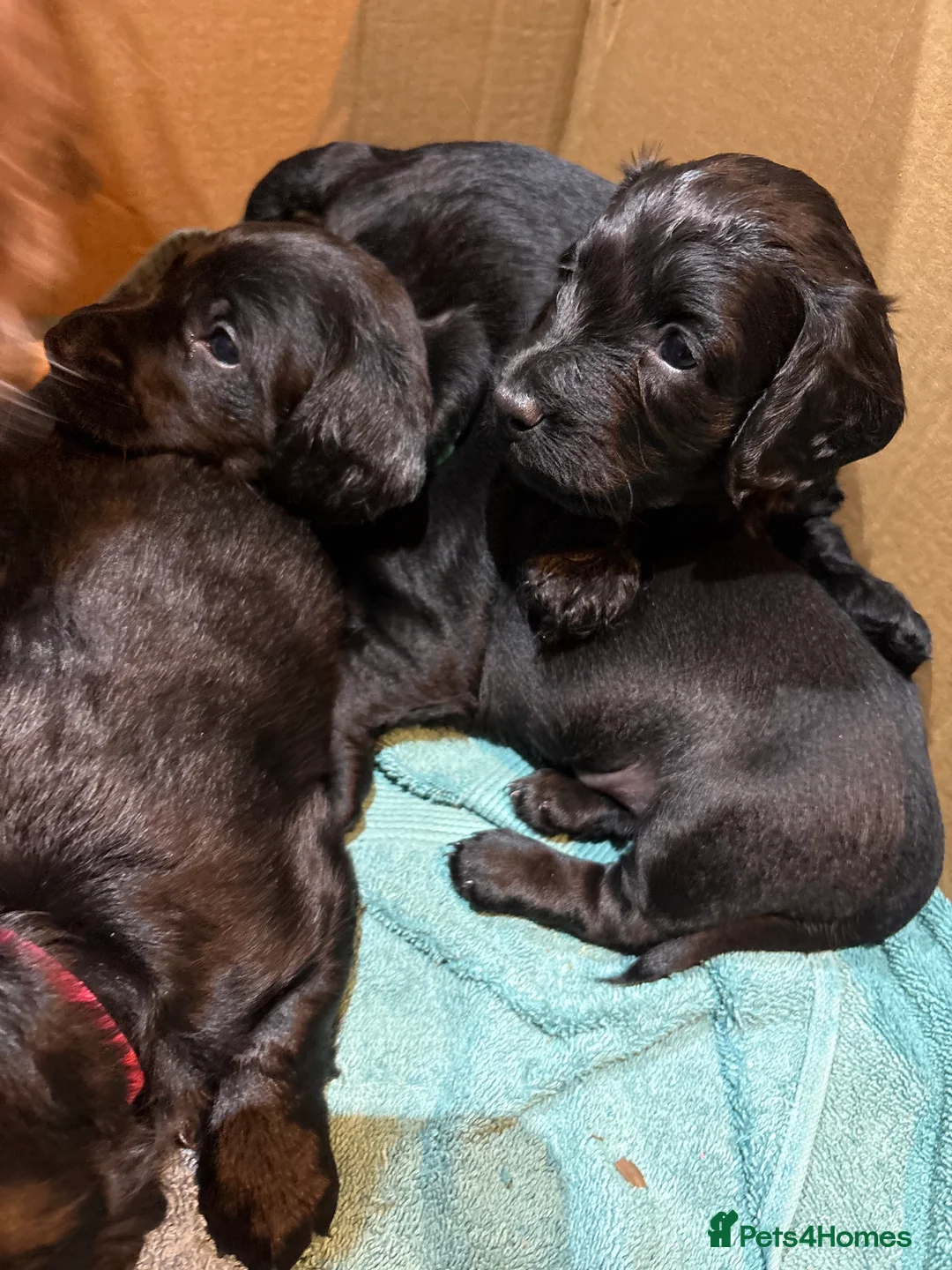 Mixed Breed dogs for sale: Doxiepoos - Advert 8