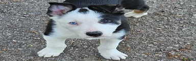 Border Collie Puppy 5