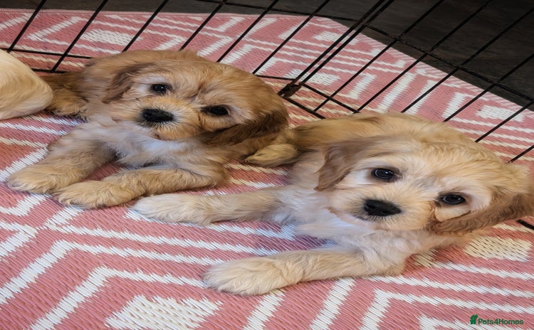 Cavachon dogs - Advert 4