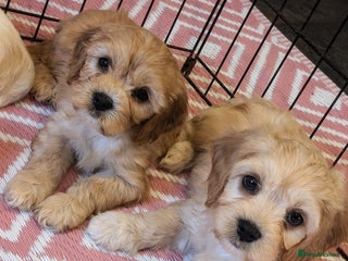 Cavachon dogs - Advert 12