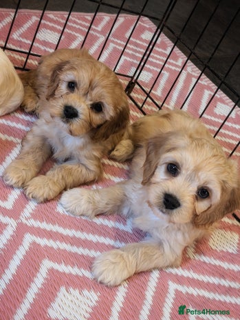 Cavachon dogs - Advert 4