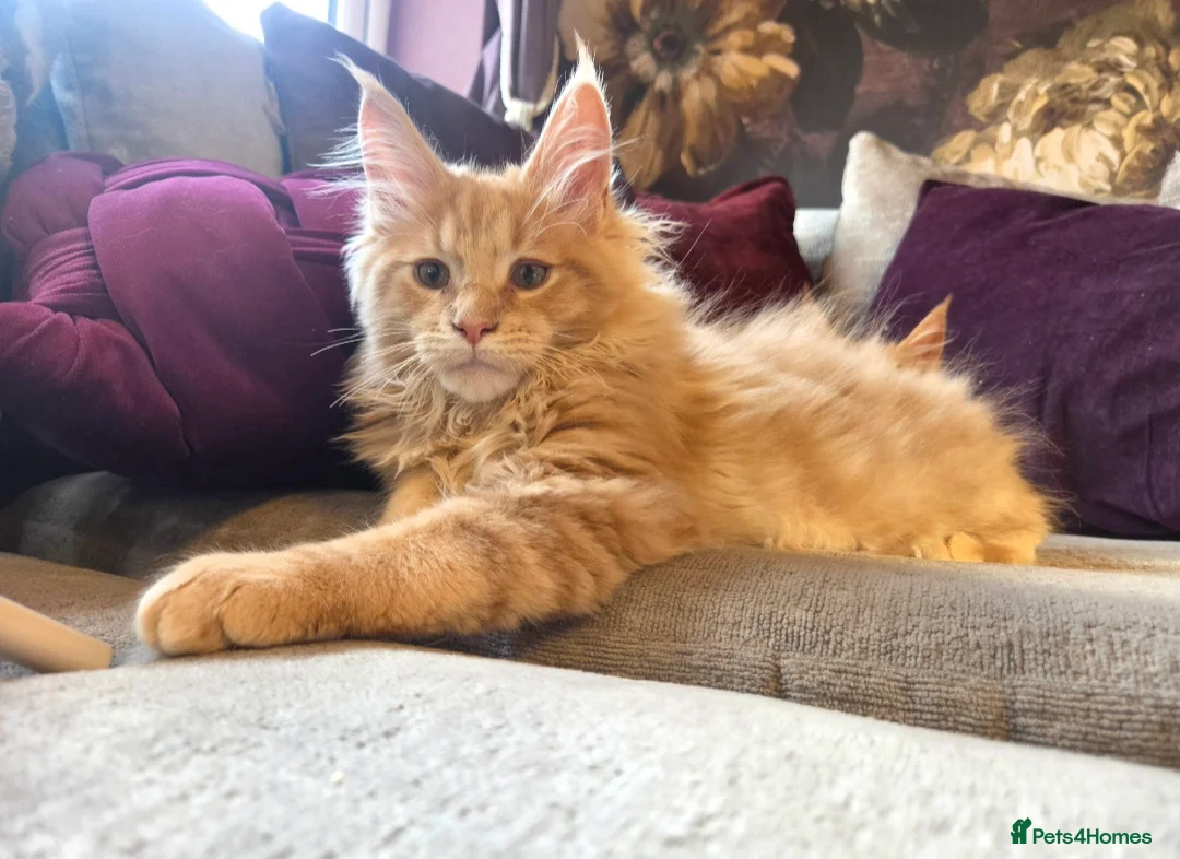 Maine Coon cats for sale: TiCA reg/Parents Fully Health Tested - Advert 27