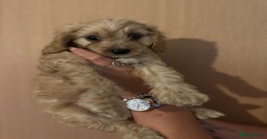 Cavapoo dogs - Advert 7