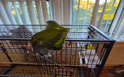 Parrots birds for sale: Tame 18 month old Senegal Parrot - Advert 1
