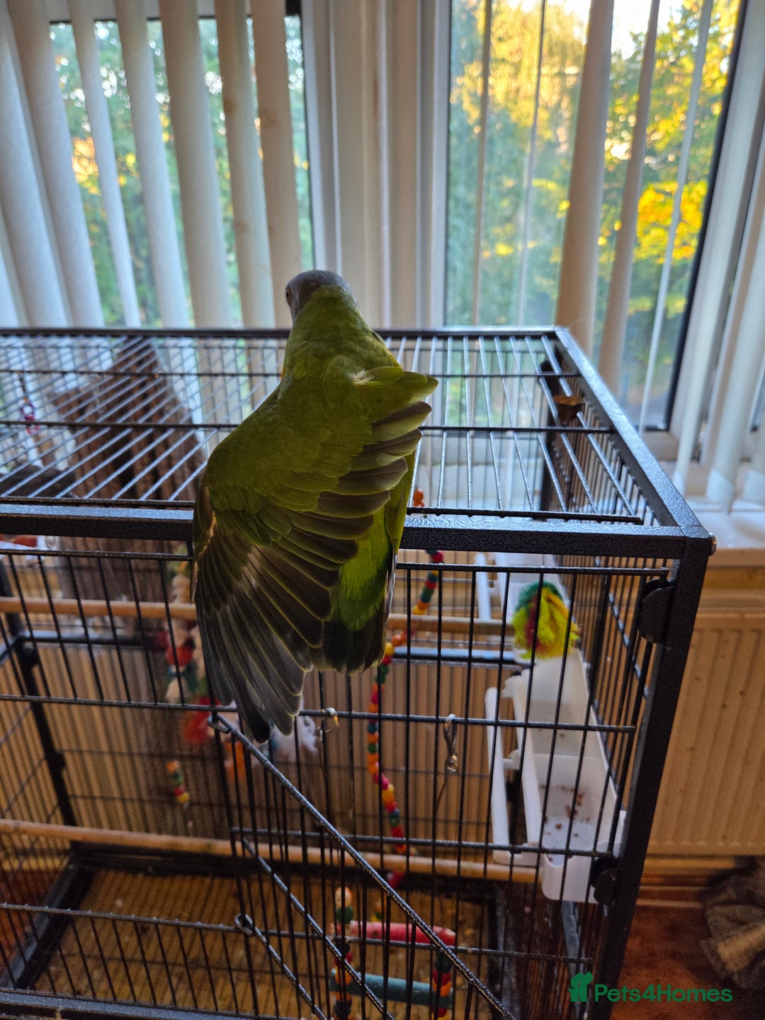 Parrots birds for sale: Tame 18 month old Senegal Parrot - Advert 1