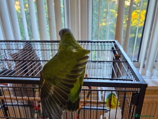 Parrots birds Tame 18 month old Senegal Parrot - Advert 3