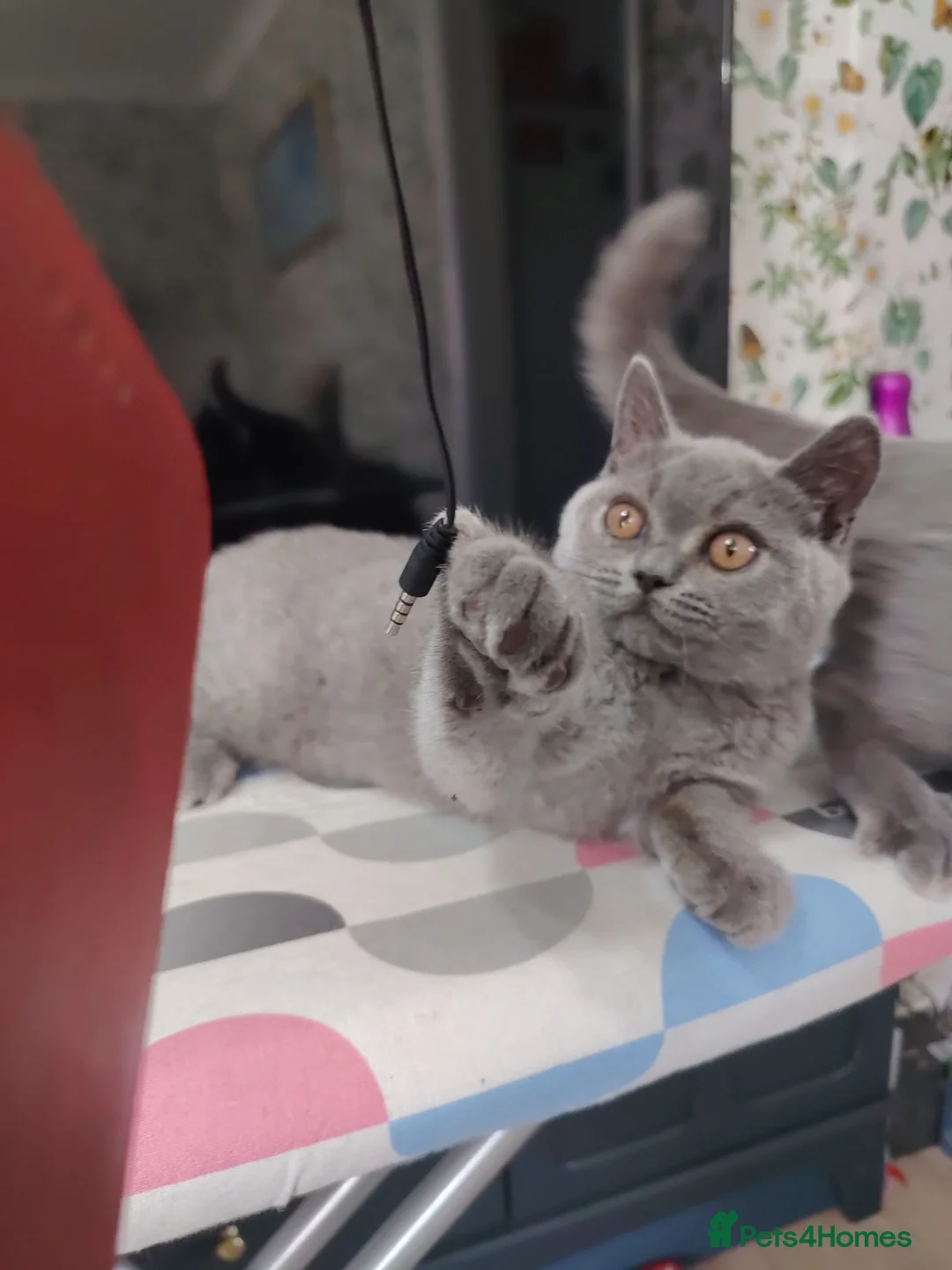 British Shorthair cats for sale: Beautiful kitten - Advert 2