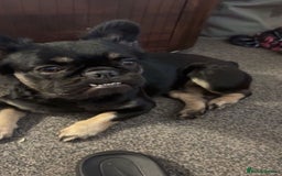 French Bulldog dogs for sale: Black and Tan fluffy French bulldog  - Image 2