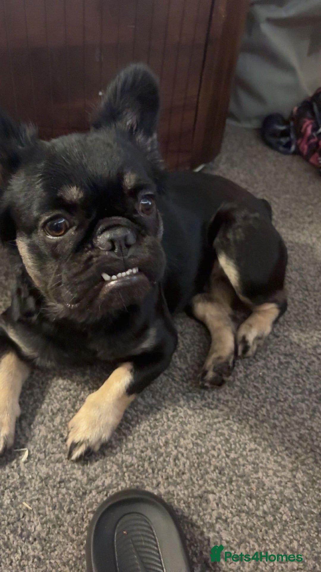 French Bulldog dogs for sale: Black and Tan fluffy French bulldog  - Image 2