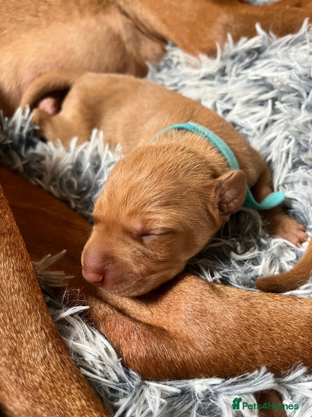 Hungarian Vizsla dogs for sale: 8 stunning Vizsla puppies  - Advert 8