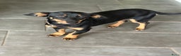 Dachshund dogs for adoption: Rocky needs Love  - Advert 9