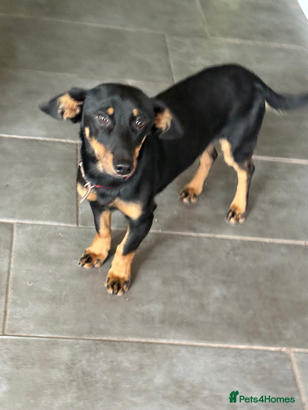 Dachshund dogs for adoption: Rocky needs Love  - Advert 9