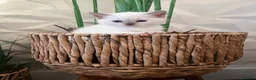 Ragdoll cats for sale: Beautiful full pedigree Ragdoll kittens Seal Blue in Hove - Advert 9