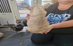 French Bulldog dogs for sale: French Bulldog Puppies - Image 4