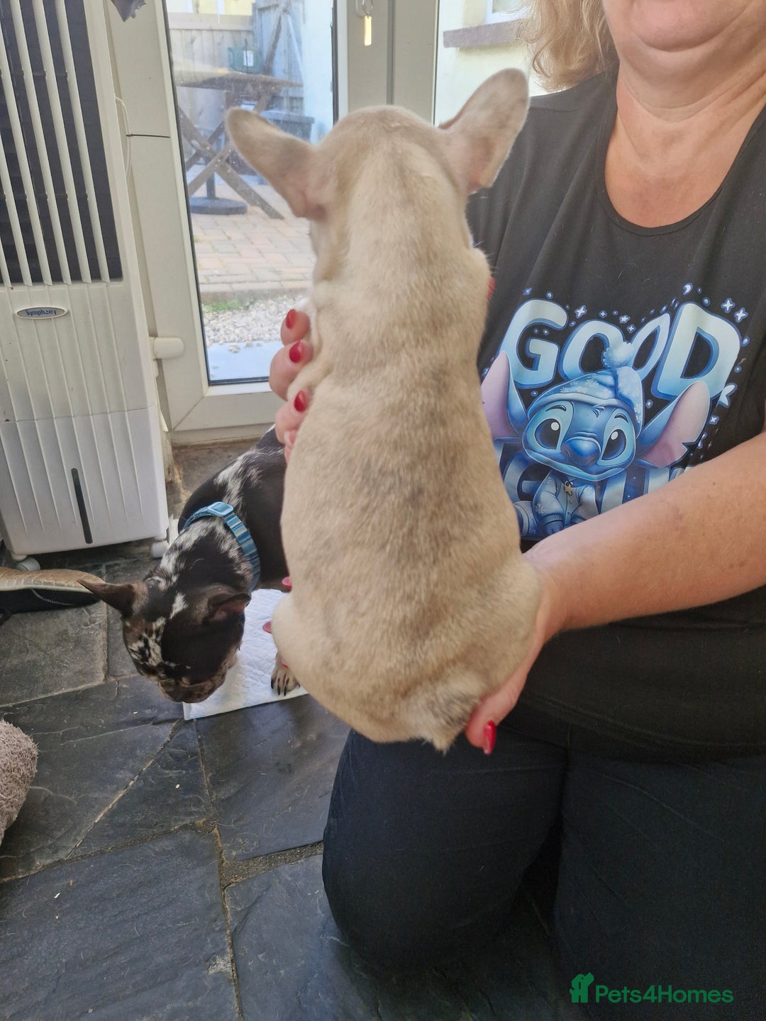 French Bulldog dogs for sale: French Bulldog Puppies - Image 4