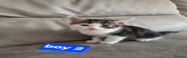Boy 2