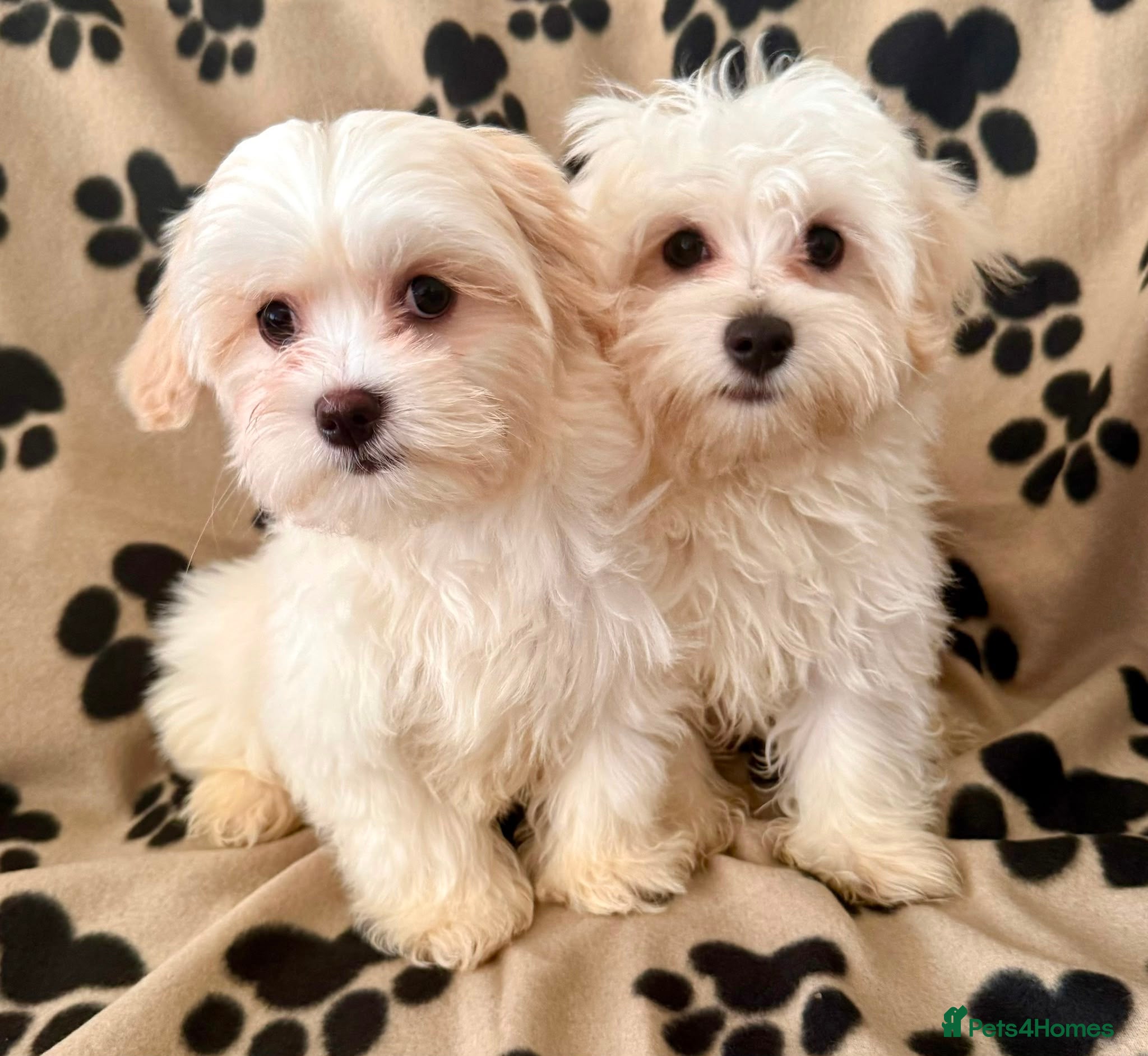Maltipoo dogs Quality F1 Maltipoo puppies ready to leave! - Advert 11