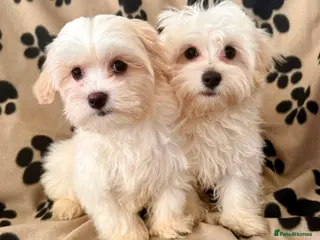 Maltipoo dogs Quality F1 Maltipoo puppies ready to leave! - Advert 11