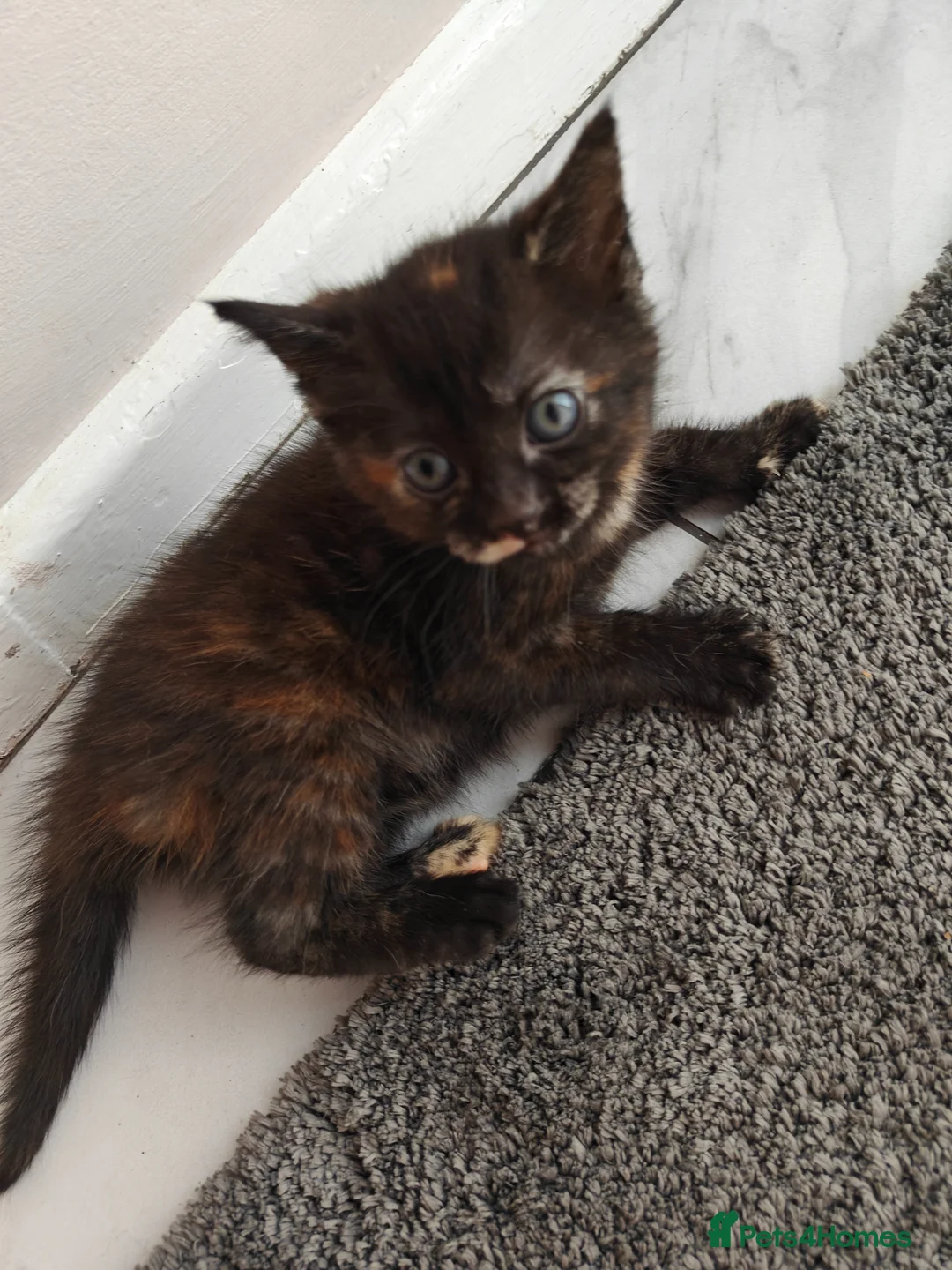 Mixed Breed cats for sale: Kittens  in Eastbourne - Advert 8