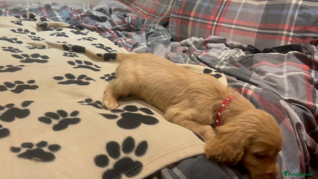 Cockapoo dogs for sale: Cocker spaniel/ cocapoo  - Advert 35