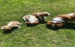 Cavalier King Charles Spaniel dogs for sale: Ready now, cavalier King Charles pups - Image 5