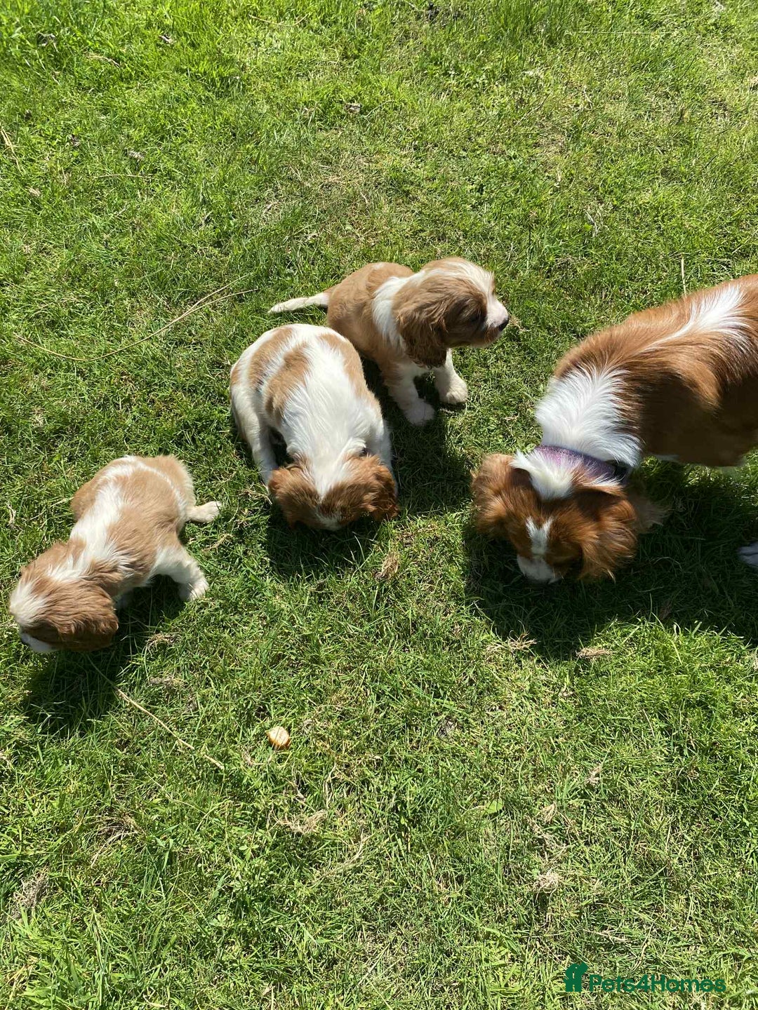 Cavalier King Charles Spaniel dogs for sale: Ready now, cavalier King Charles pups - Image 5