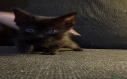 Mixed Breed cats for sale: Kittens for sale  - Image 5