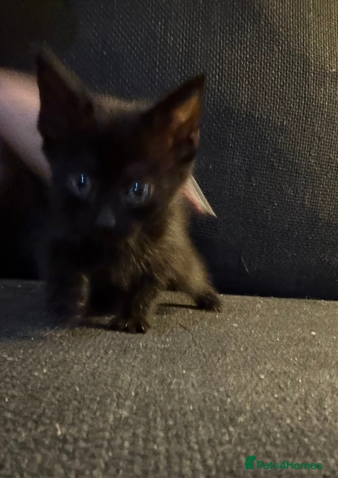 Mixed Breed cats for sale: Kittens for sale  - Image 5