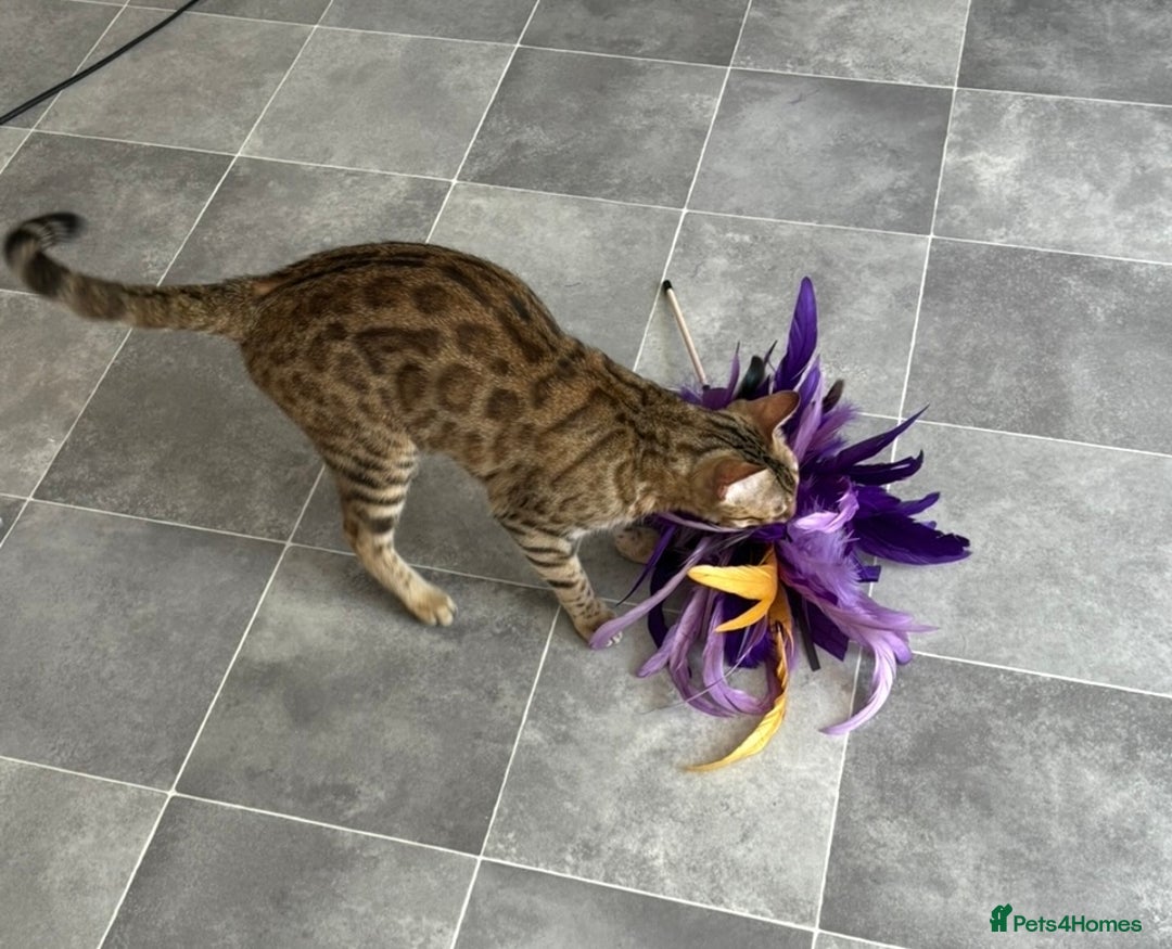 Bengal cats for sale: 😻Tica Best Bengal UK sired Kittens 🏆 🐾 🐱  - Image 30
