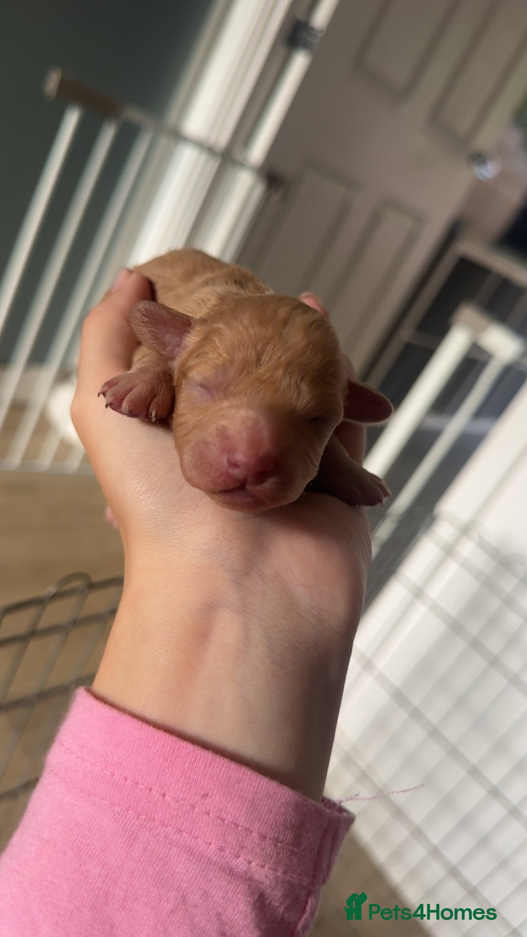 Cockapoo dogs for sale: 5 gorgeous cockapoos - Image 14